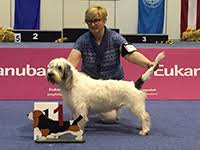 Image result for velký vendéeský hrubosrstý honič