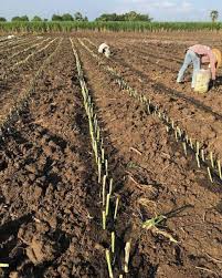 Lakukan pemotongan hingga akar tidak terlihat dan tertutup oleh tanah. Metode Tanam Rumput Odot Kinggrass Pakchong Supaya Tumbuh Maximal Bagian 1