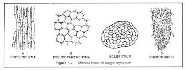 8 Important Characters Of Fungi With Diagram