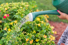 Maybe you would like to learn more about one of these? How Often Should You Water Your Garden The Answer Lies Within