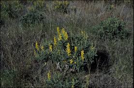 Image result for Crotalaria recta
