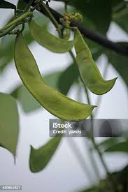 Image result for Phaseolus lunatus