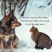 Cats and philosophers stick to their point. Cats Vs Dogs Quotes And Funny Sayings For Your Beloved Pets