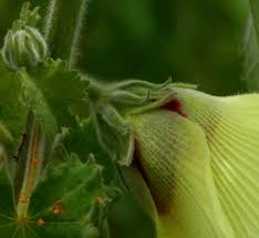 Image result for Hibiscus panduriformis