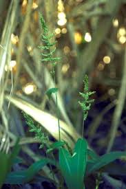 Image result for Setaria barbata