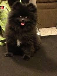 Pomeranian Black And Brown Puppy Everything About Bold Pomeranian Puppies Health Pomeranianpubby Jualpomeranian Animals Puppies Dogs