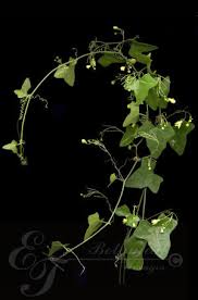 Image result for Zehneria scabra
