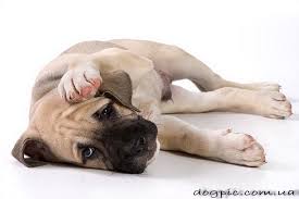 pyos ka de bo poziruet na kameru sobaki foto sobak shenki