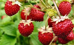 Abbiamo scelto le nostre 20 preferite, tutte annablanca: Fragoline Di Bosco Fra I Frutti Di Bosco I Piu Ricercati Le Piante Da Frutto