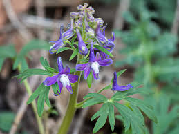 Same day delivery, low price guarantee.send flowers, baskets, funeral flowers don't know exactly what you want to send for delivery in east texas? Wildflower Of The Week Western Carolina Botanical Club