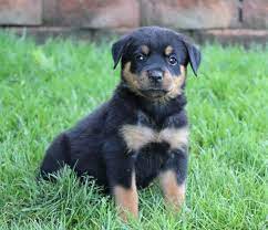 Giant rottweiler puppies for sale in pa. Savannah Female Rottweiler Puppy For Sale Near Lancaster Pennsylvania Lily S Rottweilers Home Faceb Rottweiler Puppies Rottweiler Rottweiler Puppies For Sale