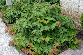Download dwarf shrub images and photos. Dwarf Bush Honeysuckle Friends Of The Parks And Trails