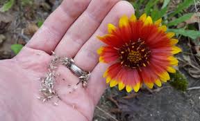 Blanket flower — noun annual of central united states having showy long stalked yellow flower heads marked with scarlet or purple in the center • syn: Do Blanket Flowers Spread Growit Buildit