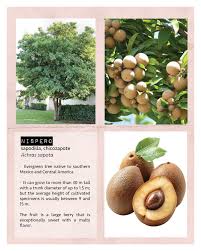 Image result for Sapotaceae
