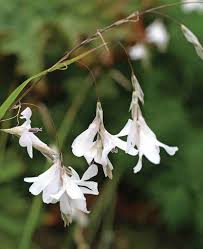Image result for Dierama formosum/plowesii intermediates