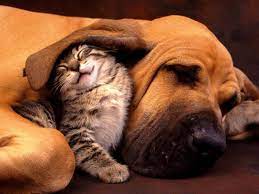 Is Puppy Sleeping A Lot Or Is It Dangerous Burra Top News Websites