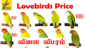 Love Birds Price In India All Lovebirds New Price Update In 2019 2020 Youtube