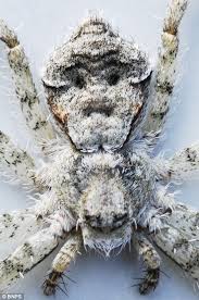صور العنكبوت الانسان Hamada Blog Weird Animals Arachnids Spider Face
