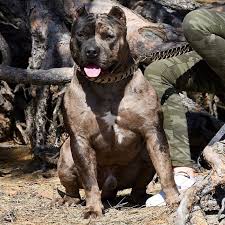 He is a family friendly dog who is able 2 be around. Puppies For Sale Under 5000 References Pupkits