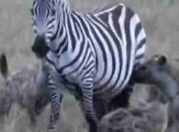 Bora Bogac Adli Kullanicinin Belgeseller Panosundaki Pin Zebra
