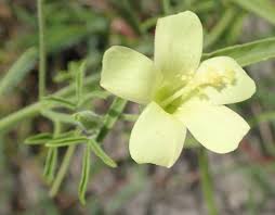 Image result for Hibiscus sidiformis