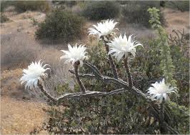 What is the plural of woman? Is The Plant Cactuses Or Cacti Quora