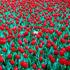 Check spelling or type a new query. Interstellar Love Song Delicate Flowers
