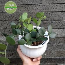 Our hoya silver dollar sold out after only being listed for two days! Tanaman Hias Silver Dolar Plant Tanaman Hias Xerosicyos Dangunyi Bibit Tanaman Hoya Hope Shopee Indonesia