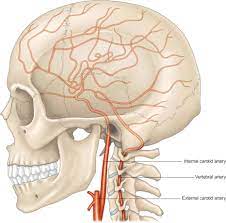 The carotids reside beneath the skin on either side, and the pulse can be felt easily with your hand. Arteries Of The Head And Neck Sciencedirect