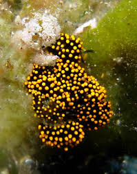 Image result for Isoglossa membranacea