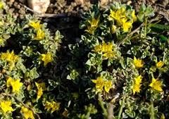 Image result for Aizoon schellenbergii