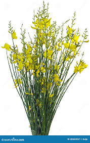 Image result for Spartium