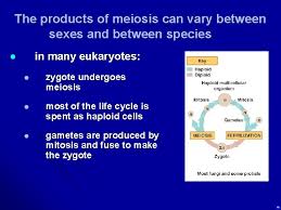 Check spelling or type a new query. Chapter 13 Meiosis And Sexual Life Cycles L