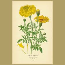 Image result for Tagetes erecta