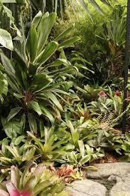 Brisbane Subtropical Garden City Botanic Gardens Tropical Garden Planting Flowers