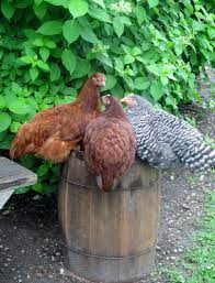 Click here to browse our birds and place your order today. Pin By Silke Heidrich On Community Chicken Beautiful Chickens Chickens Backyard Chickens And Roosters