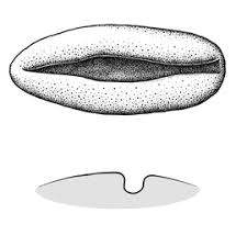 Image result for Kirkiaceae