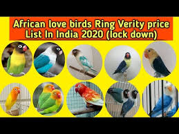 African Love Birds Ring Verity Price List 2020 In India Pet S Family Youtube