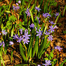 Fruhlingsbluher Blausterne Blaustern Gartentipps Garten