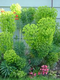 Dog Pee Resistant Euphorbia Dog Friendly Garden Plants Backyard Plants