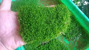 Sebenarnya ini adalah cara yang kami praktikkan supaya rumput tiruan. Beginilah Cara Menanam Rumput Cuba Dan Perawatannya Ilmubudidaya Com