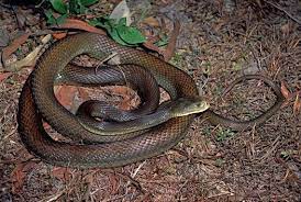 Coastal Taipan The Coastal Taipan Species Is That Of Large Highly Venomous Snake Belonging To The Family Elapidae Ick It Is A Snake Reptile Snakes World