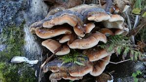 Image result for Ischnoderma resinosum