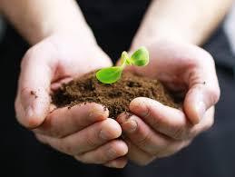 Le Jardin D Albert Plants Potager Aromatique Boutique En Ligne