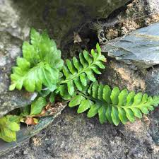 Image result for Asplenium adiantum-nigrum