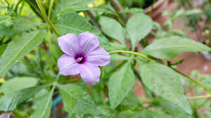 Image result for Ipomoea hochstetteri