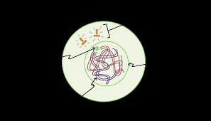 Actively dividing eukaryote cells pass through a series of stages known collectively as the cell cycle: Phases Of Mitosis Mitosis Biology Article Khan Academy