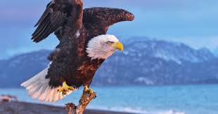 Pets are permitted on designated sites. Bald Eagle Viewing Spots Eagle S Nest Locations Around Alaska Org
