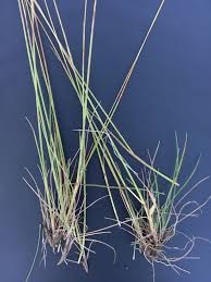 Image result for Digitaria monodactyla