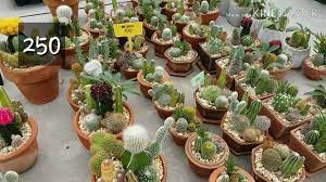 ไปสวนกระบองเพชรกลางดง การปล กพ ช